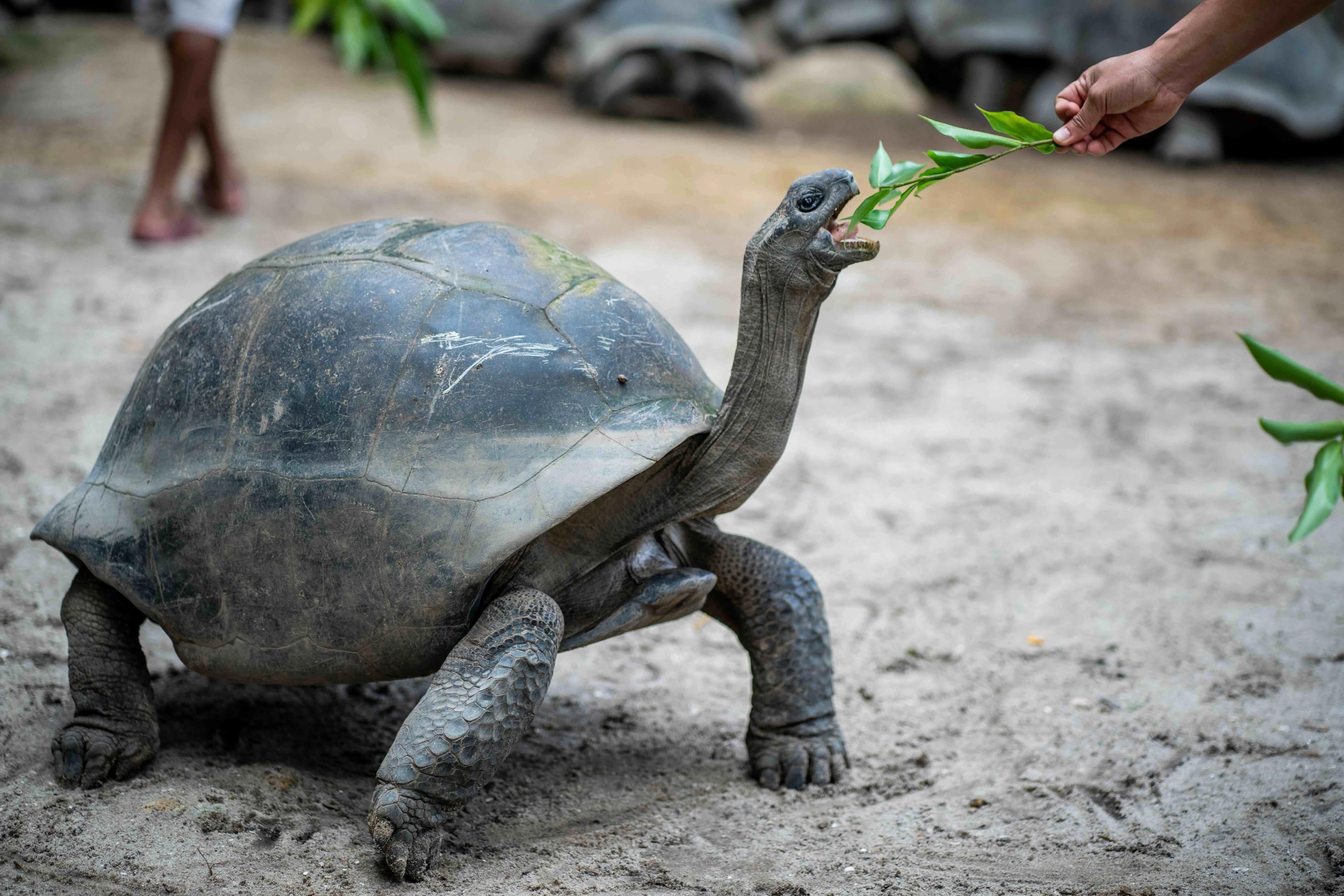 Victoria Botanical Gardens